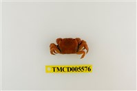 藏品(絨毛折顎蟹)的圖片